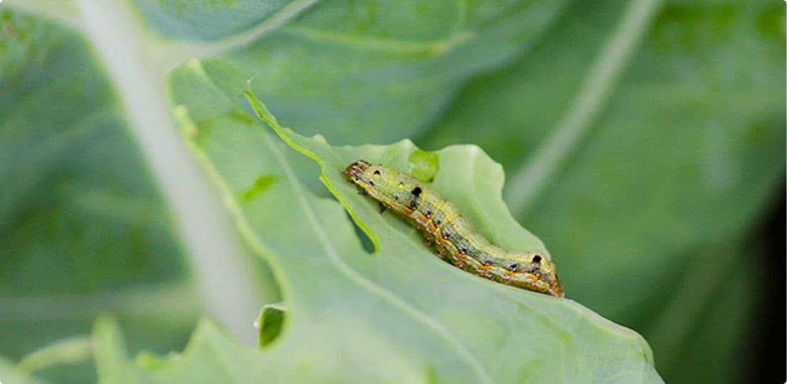 Insecticides