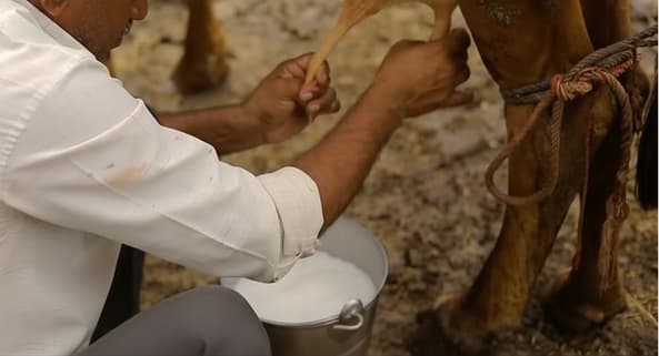 Safeguarding India’s dairy sector against rising temperatures
